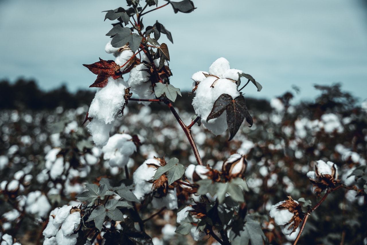 Cotton Farming Industry and the Big Impact of Covid-19 Today