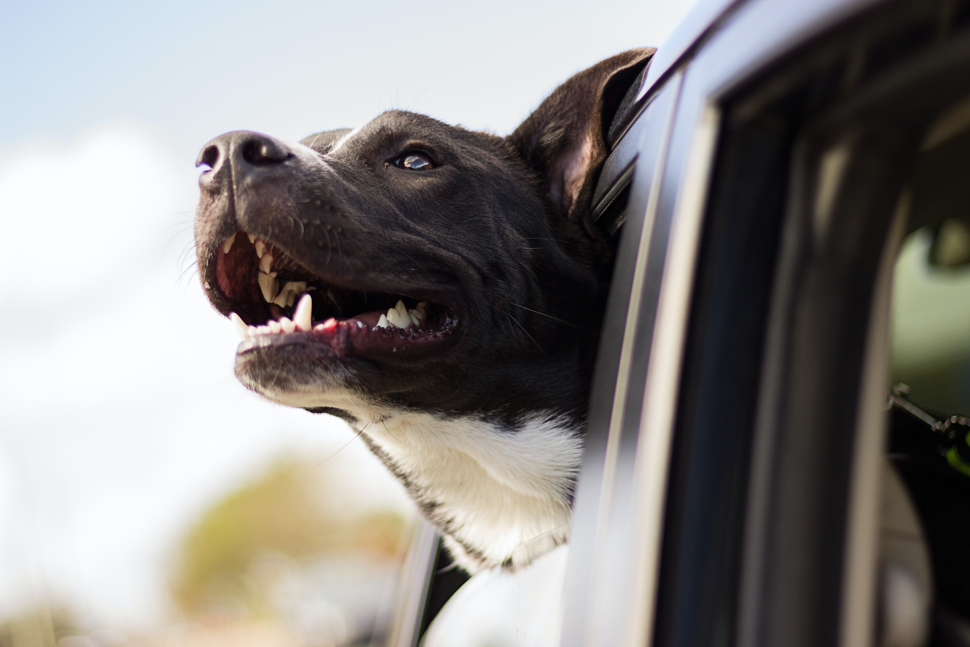 Planning for Your Road Trips with Dogs