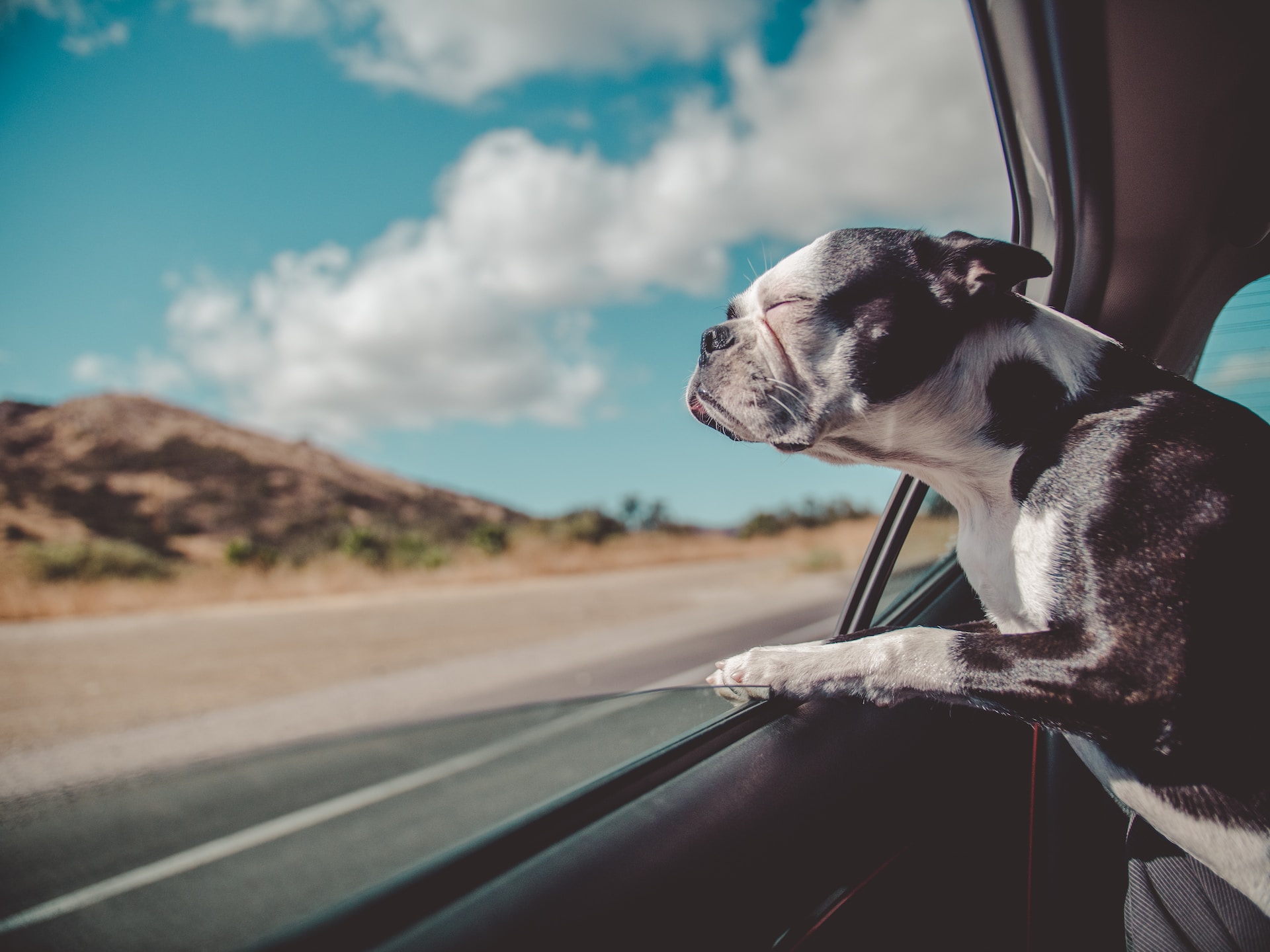 Road Trips with Dogs