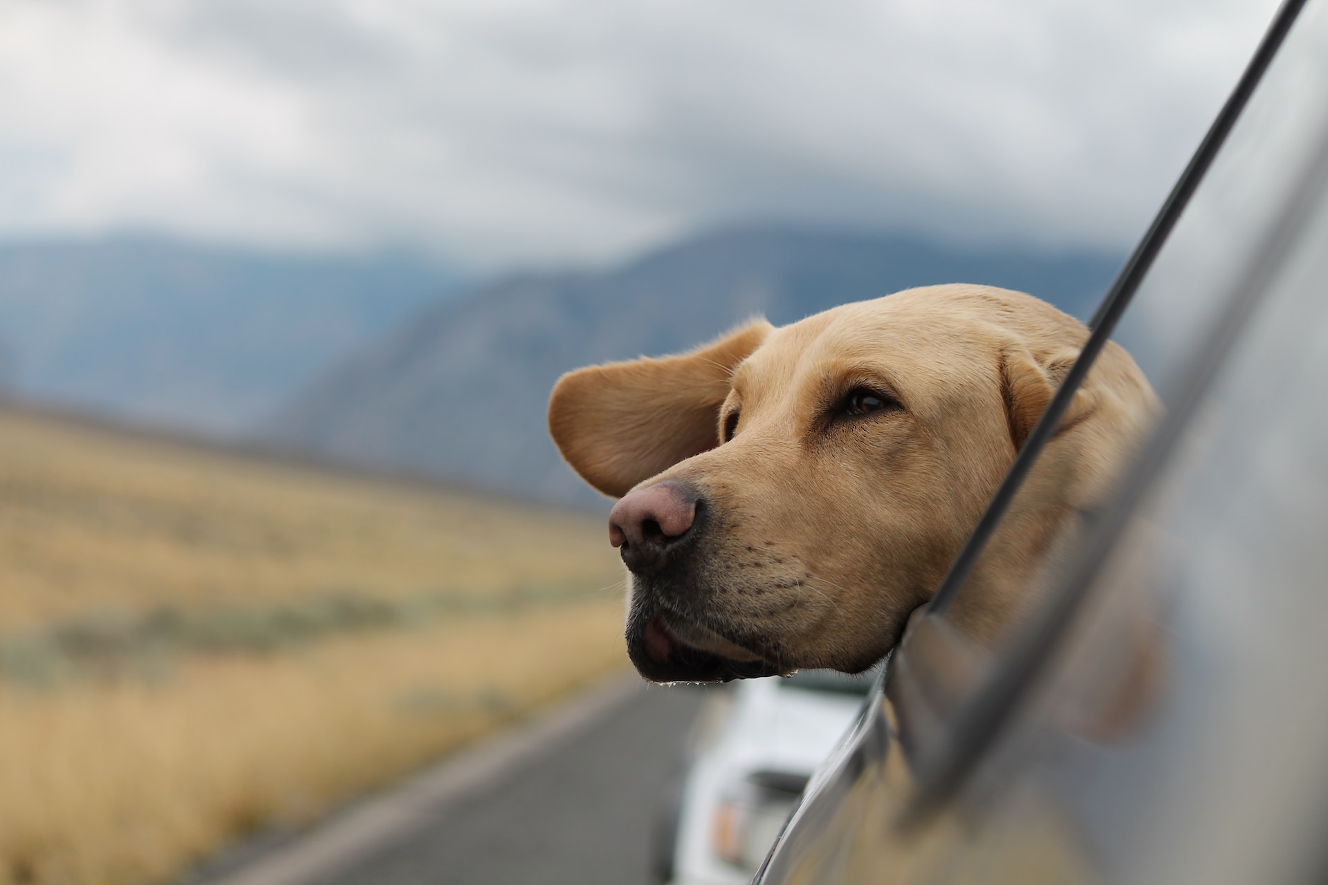 Best Destinations For Road Trips with Dogs in the USA