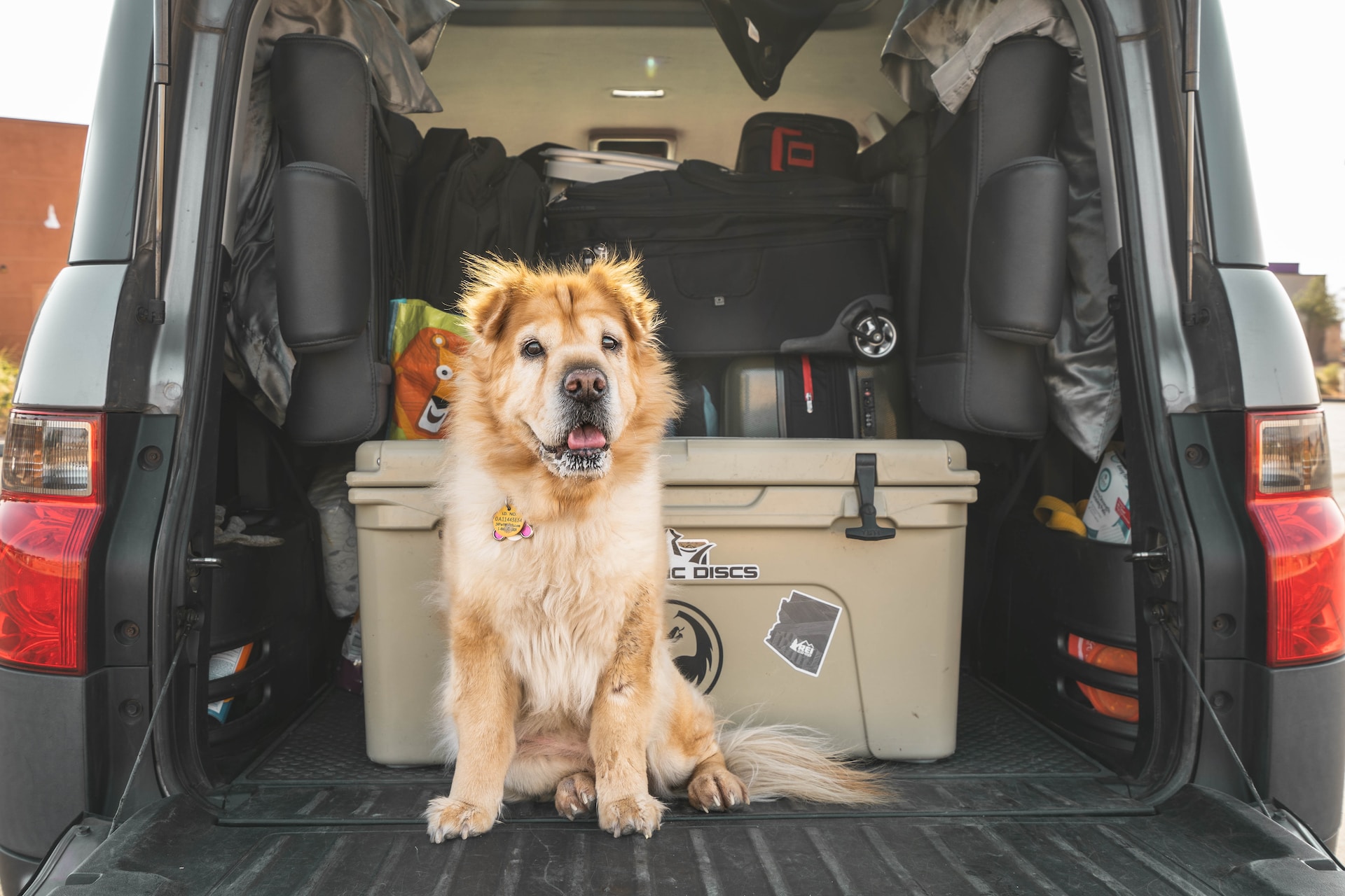 Road Trips with Dogs: 8 Best Tips to Make it a Tail-Wagging Adventure